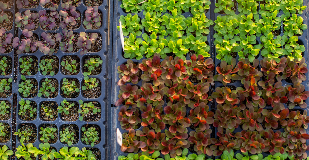 اطلاعات بیشتری در مورد این ماده بحث برانگیز ارگانیک پیدا کنید